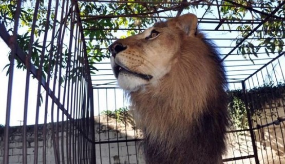 Embora com saúde, leão estava em uma jaula de 2m x 3 m, quando o ideal seria uma área de, ao menos, 20 metros quardrados (Foto: Jornal de Lavras)