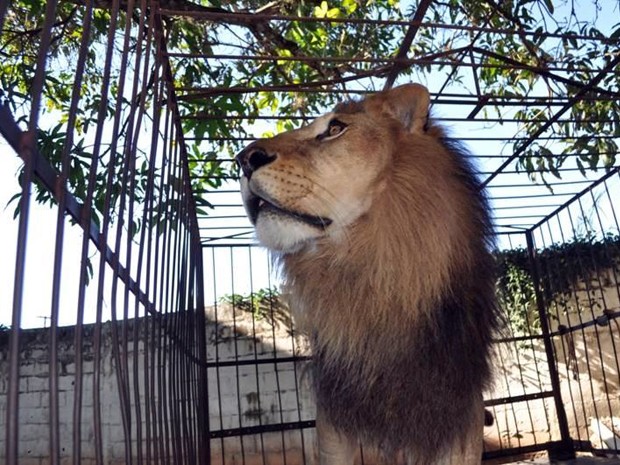 Embora com saúde, leão estava em uma jaula de 2m x 3 m, quando o ideal seria uma área de, ao menos, 20 metros quardrados (Foto: Jornal de Lavras)
