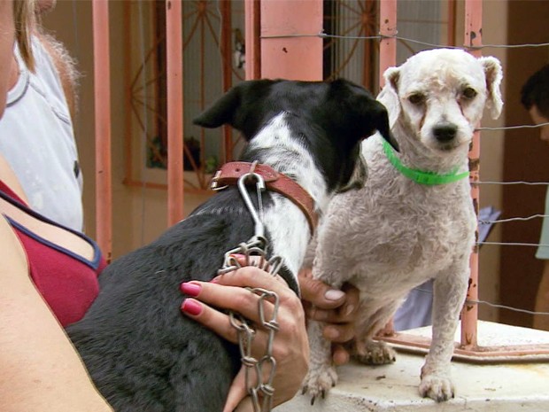 Número de cães com leishmaniose preocupa autoridades em Lavras, MG (Foto: Reprodução EPTV)