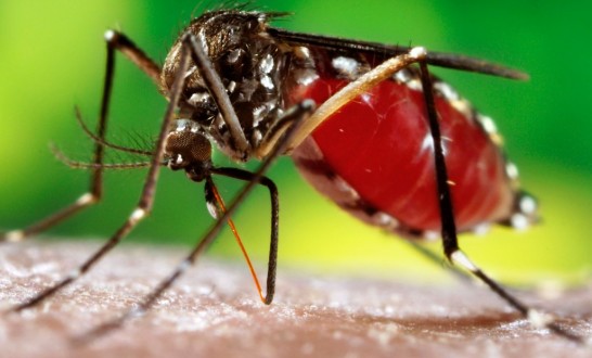 Mosquito Aedes aegypti é o transmissor da dengue, febre chikungunya e zika vírus